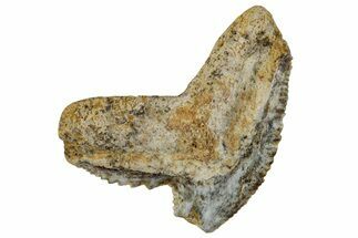 Fossil Tiger Shark Tooth (Galeocerdo) - Angola #259461