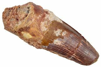 Fossil Spinosaurus Tooth - Feeding Worn Tip #259618