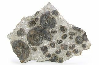 Plate of Devonian Ammonite Fossils - Morocco #259694