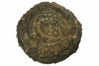 Polished Fossil Rugose Coral Slab - Morocco #259790
