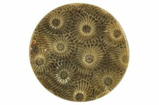 Polished Fossil Rugose Coral Round Cabochon - Morocco #259816