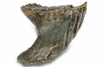 Fossil Woolly Mammoth Molar - Siberia #259878