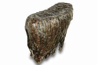 Fossil Woolly Mammoth Molar - Siberia #259874