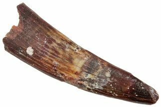 Fossil Pterosaur (Siroccopteryx) Tooth - Morocco #259772