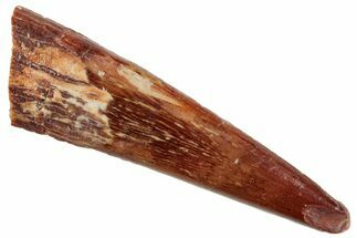 Fossil Pterosaur (Siroccopteryx) Tooth - Morocco #259796