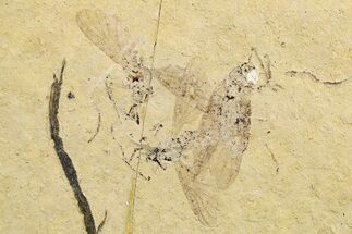 Three Detailed Fossil Flies (Plecia) - France #259836