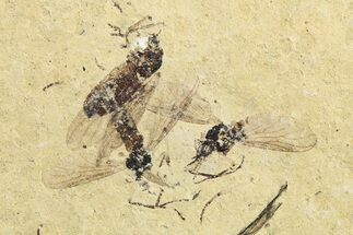 Three Detailed Fossil Flies- France #259855