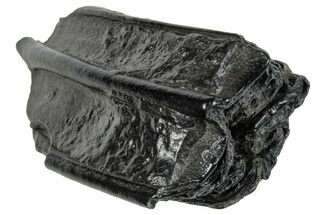 Pleistocene Aged Fossil Horse Tooth - South Carolina #260008