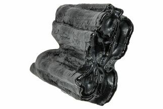 Pleistocene Aged Fossil Horse Tooth - South Carolina #260012