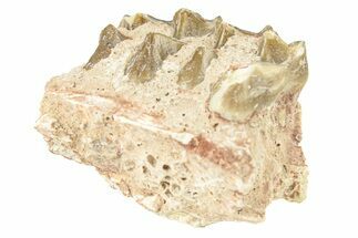 Oreodont (Merycoidodon) Jaw Section - South Dakota #260073