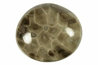 Polished Petoskey Stone (Fossil Coral) - Michigan #260116