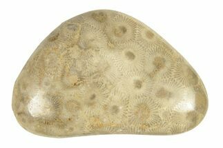Polished Petoskey Stone (Fossil Coral) - Michigan #260119