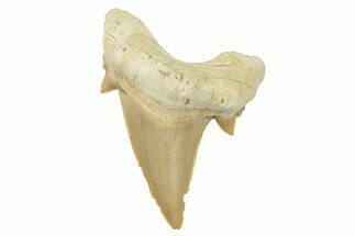 Fossil Shark Tooth (Otodus) - Morocco #259907