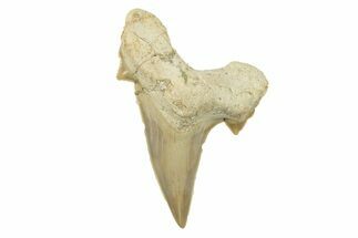 Fossil Shark Tooth (Otodus) - Morocco #259913
