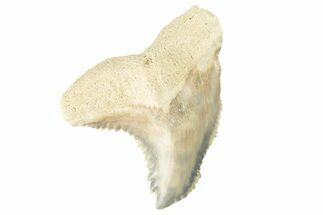 Fossil Shark Tooth (Hemipristis) - Bone Valley, Florida #260239