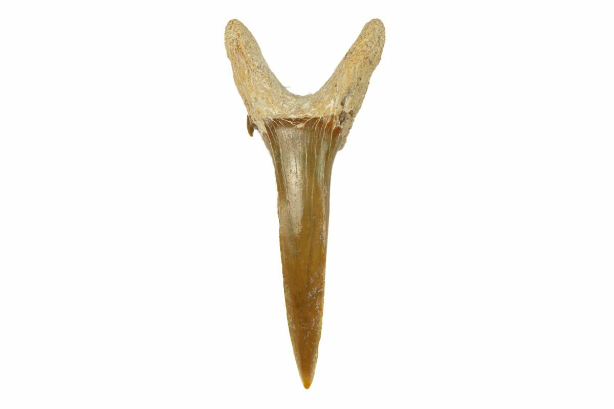 1 27 quot Sand Tiger Shark Carcharias - Carcharias Cuspidata 