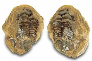 Fossil Calymene Trilobite In Nodule (Pos/Neg) - Morocco #255115