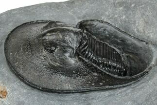 Detailed Scotoharpes Trilobite - Boudib, Morocco #260374