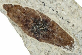Fossil Winged Seed (Ailanthus) - Wyoming #260416