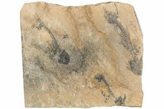 Three Discosauriscus (Permian Reptiliomorph) With Pos/Neg Split #125592