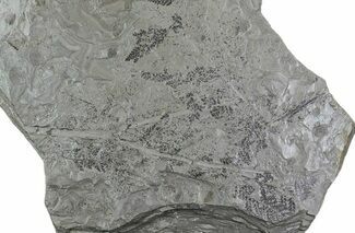 Pennsylvanian Fossil Plant & Bivalve Plate - Kinney Quarry, NM #80514