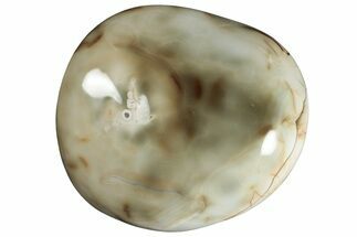 Colorful Polished Agate Palm Stone - Madagascar #260544