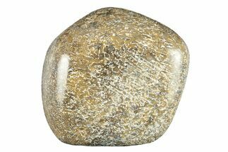 Polished Dinosaur Bone (Gembone) - Morocco #260644