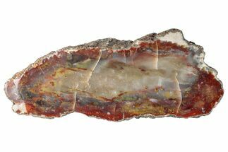 Colorful, Polished Petrified Wood Section - Texas #260851