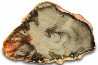 Polished Petrified Wood Slab - Australia #260786