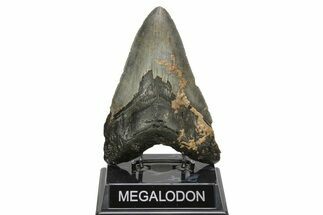 Huge, Fossil Megalodon Tooth - North Carolina #261049