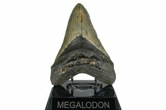 Huge, Fossil Megalodon Tooth - North Carolina #261104