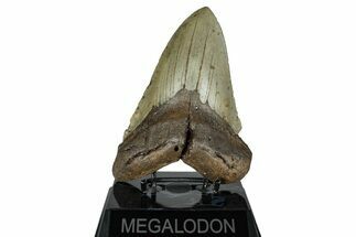 Huge, Fossil Megalodon Tooth - North Carolina #261108