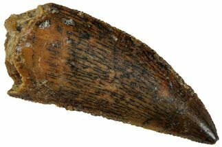 Serrated, Raptor Tooth - Real Dinosaur Tooth #261070