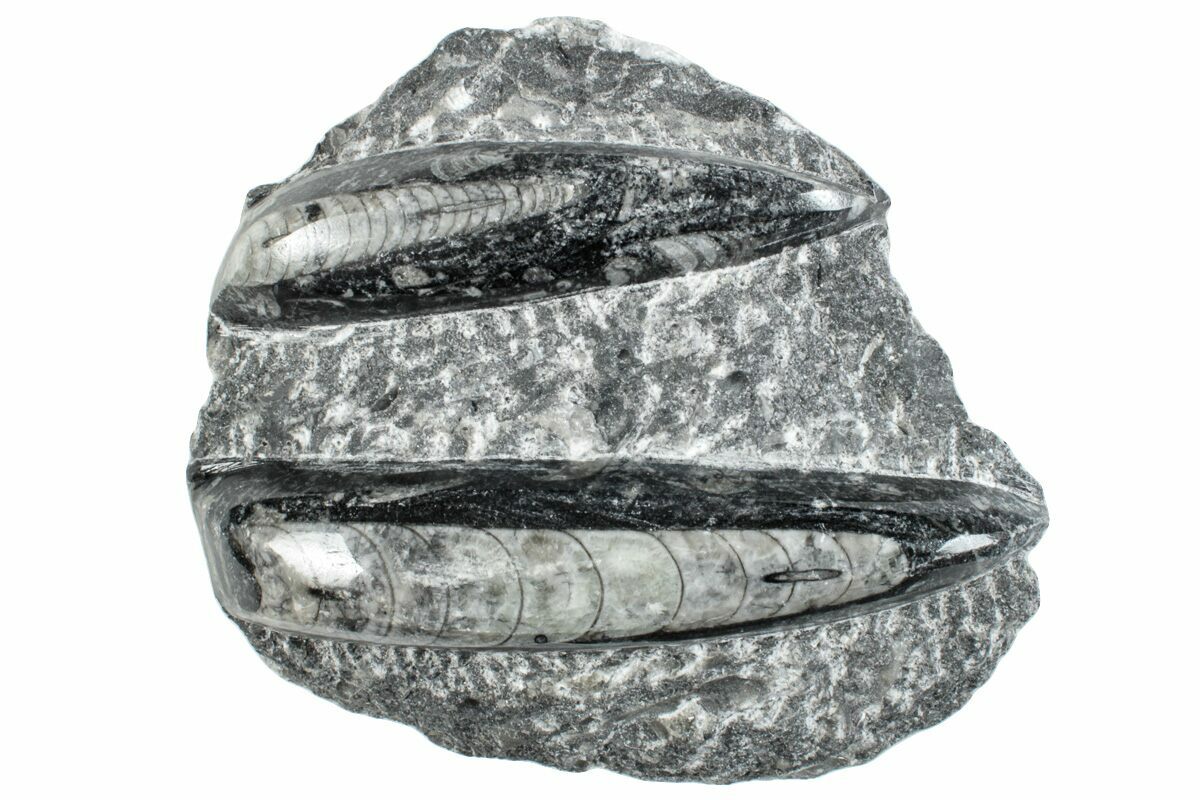 ORTHOCERAS FOSSIL 2″ Drilled Hole For Jewelry Crafts Polished Rock Mineral Root Chakra Metaphysical Reiki Stone Xx