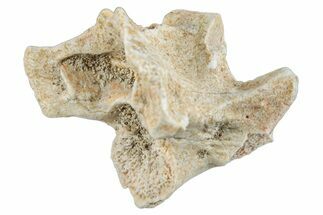 Fossil Sea Snake (Palaeophis) Vertebra - Morocco #261629