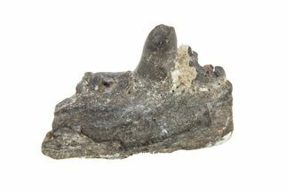 Permian Reptile Jaw Section - Oklahoma #261477