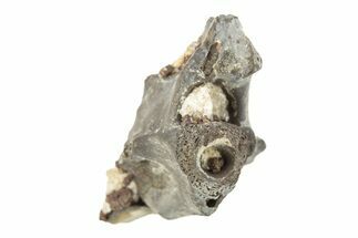 Permian Reptile Fossil Vertebra - Oklahoma #261340