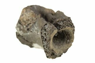 Permian Reptile Fossil Vertebra - Oklahoma #261349