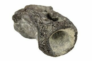 Permian Reptile Fossil Vertebra - Oklahoma #261352