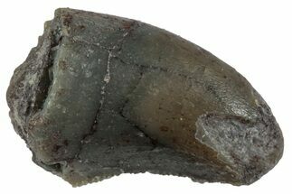 Serrated Megalosaurid (Marshosaurus) Tooth - Colorado #261672