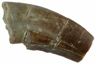 Partial, Megalosaurid (Marshosaurus) Tooth - Colorado #261682