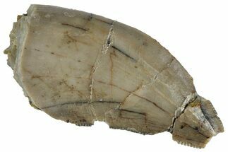 Bargain, Serrated Megalosaurid (Marshosaurus) Tooth - Colorado #261685