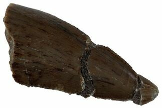 Serrated Theropod Dinosaur Tooth - Colorado #261701