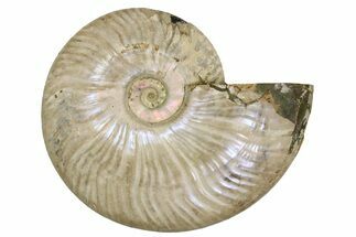 Silver Iridescent Ammonite (Cleoniceras) Fossil - Madagascar #260915
