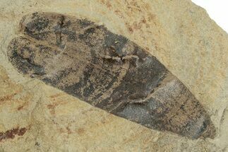 Pennsylvanian Fern (Macroneuropteris) Fossil - Illinois #262259