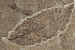 Fossil Elm Tree Leaf (Ulmus) - Nebraska #262263