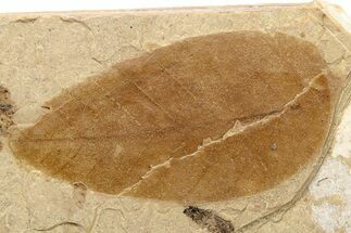 Fossil Leaf - McAbee, BC #262219