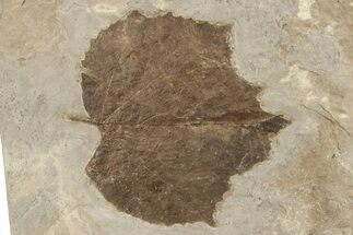 Fossil Sycamore Leaf (Platanus) - Nebraska #262276