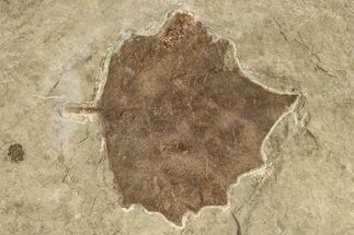 Fossil Poplar Leaf (Populus) - Nebraska #262287