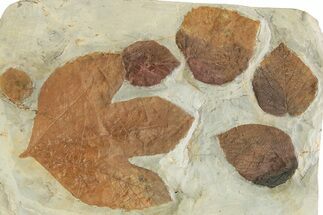 Wide Plate with Six Fossil Leaves (Four Species) - Montana #262375